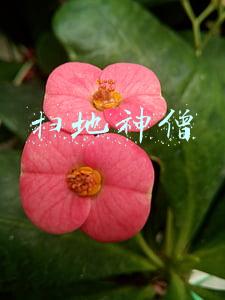 扫地神僧