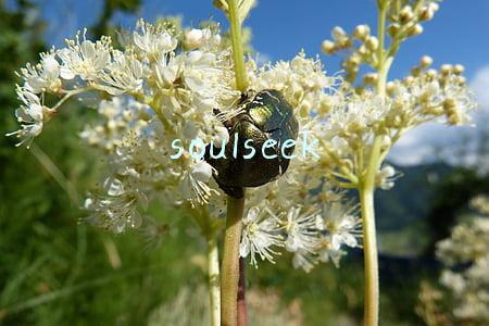 soulseek