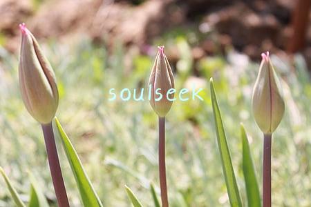 soulseek