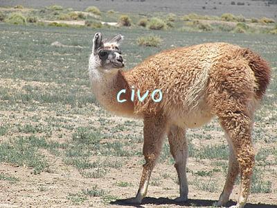civo