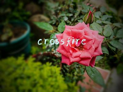 crossfire