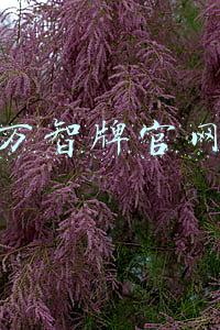 万智牌官网