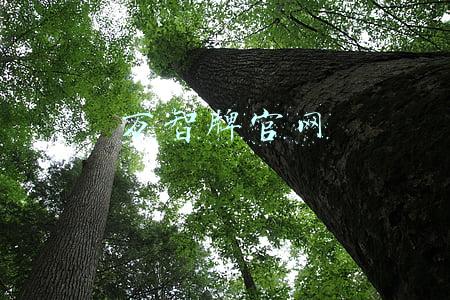 万智牌官网