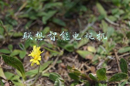 联想智能电视机