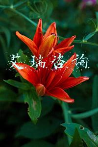 艾瑞咨询