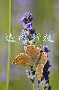 达内科技
