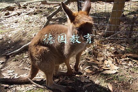 德国教育体制的优缺点(教育质量哪国好？选择德国准没跑)