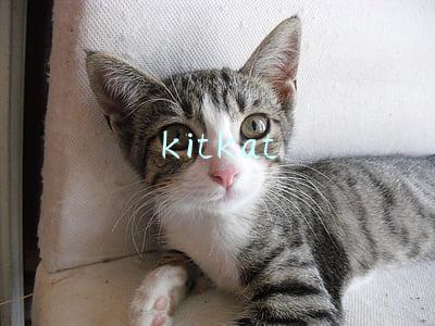 kitkat