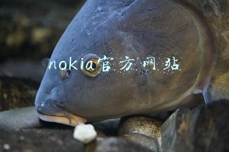 nokia官网软件下载(微软更新《诺基亚恢复工具》：支持Nokia230等新手机)