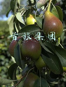 首旅集团