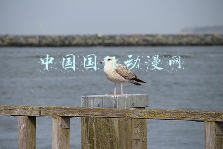 中国国际动漫网