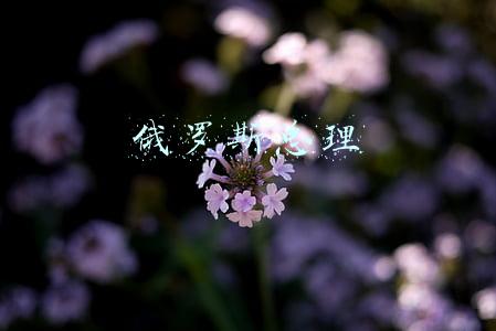 俄罗斯总统(联播丨习近平同俄罗斯总统普京通电话)