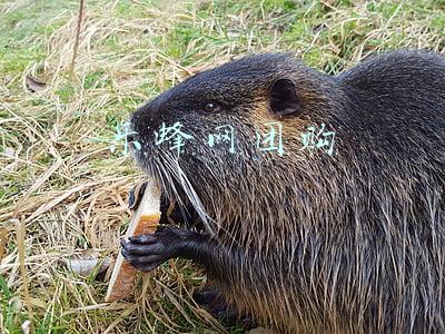 乐蜂网团购