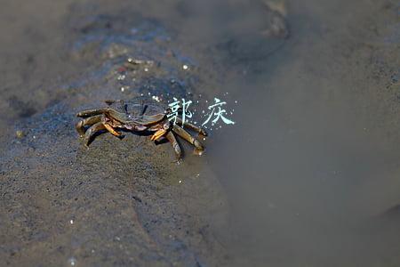 郭庆