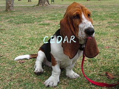 CEDAR