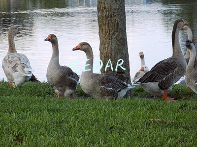 CEDAR