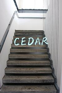 CEDAR