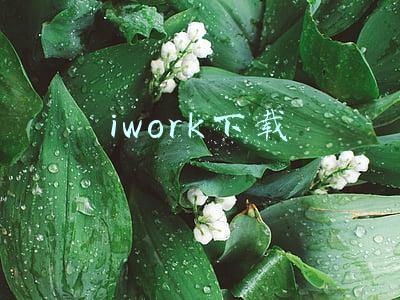 iwork下载