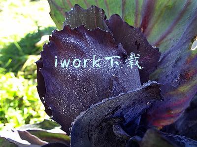 iwork下载