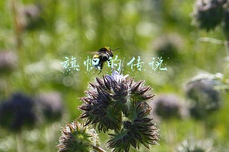 旗帜的传说
