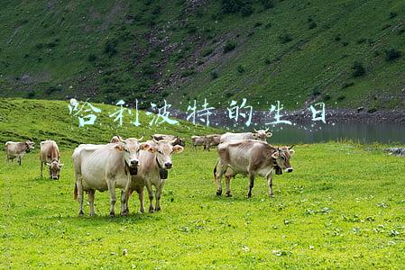 哈利波特的生日