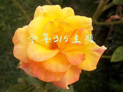 今年315的主题是什么(闪电评论丨捍卫消费公平！“3·15”让公平看得见摸得着)
