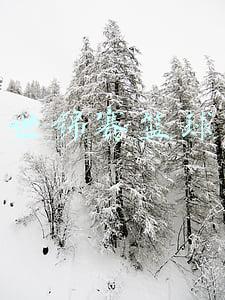 世锦赛篮球