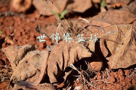 世锦赛篮球