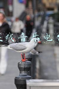 在线音乐电台