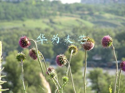 华为麦芒