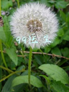 qq医生