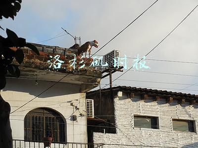 洛杉矶时报