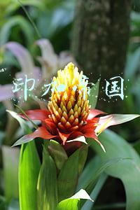 印加帝国