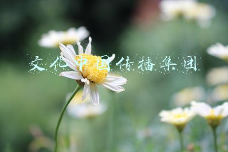 文化中国传播集团