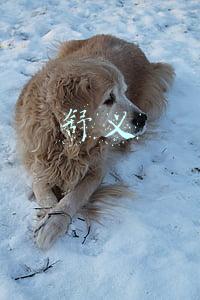 舒义