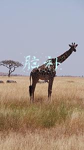 脑补