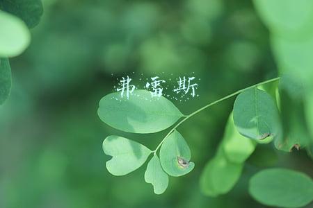 弗雷斯