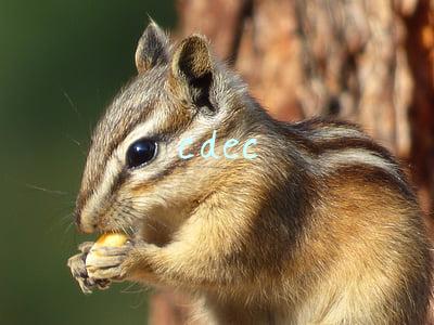 cdec