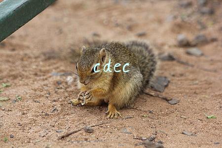 cdec