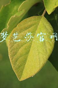 梦芭莎官网