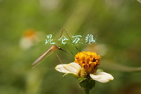 昆仑万维