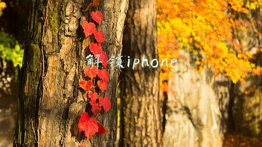 解锁iphone