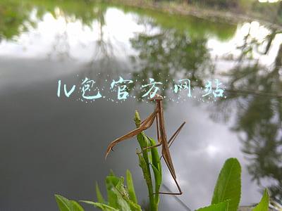 lv包官方网站