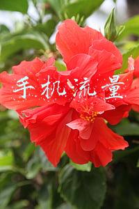 手机流量