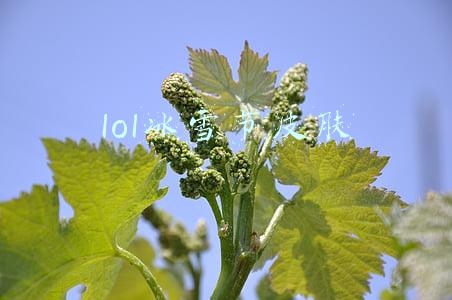 lol冰雪节皮肤