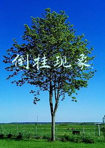 倒挂现象