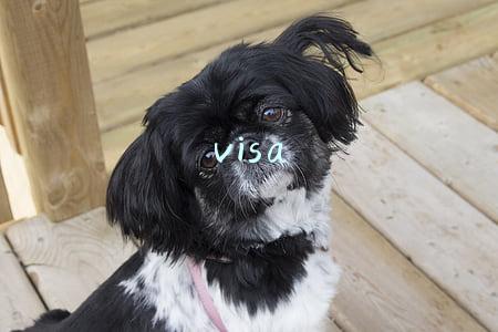 visa