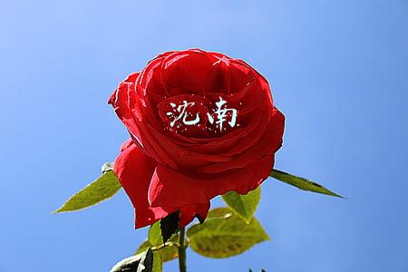 沈南