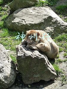 神州行场站提单号查询(2022版！最新限制“老赖”措施汇总)