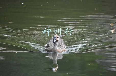 神州行